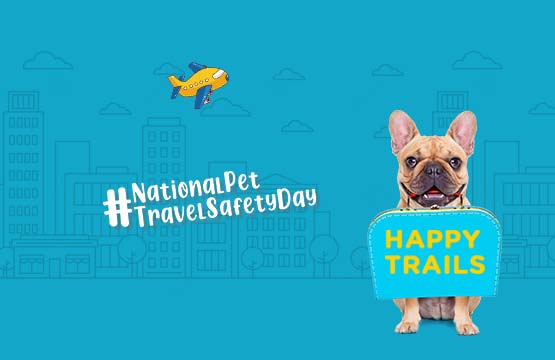 National Pet Travel Safety Day